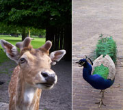 De diertjes op de kinderboerderij zijn ook blij met de lente